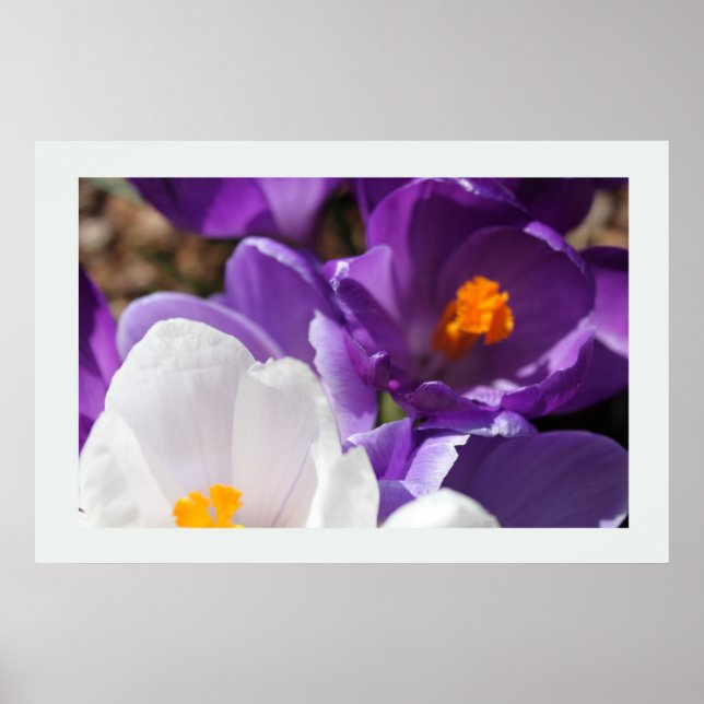White and Purple Spring Flowers Poster (Front)