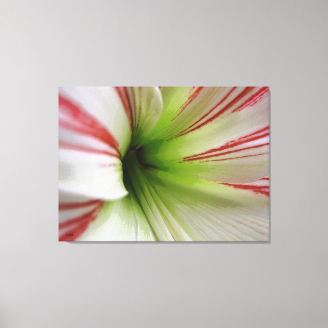 White and red Amaryllis Flower Art Canvas Print (Front)