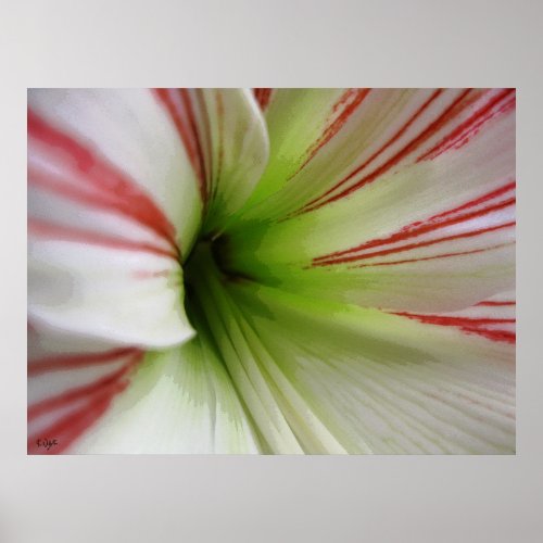 White and red Amaryllis Flower Art Poster