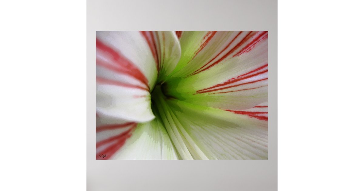 White and red Amaryllis Flower Art Poster | Zazzle