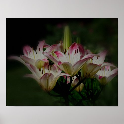White And Red Lily Flowers Poster