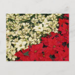 White and Red Poinsettias I Holiday Floral