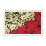 White and Red Poinsettias I Holiday Floral Acrylic Tray