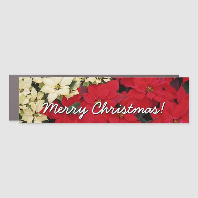 White and Red Poinsettias I Holiday Floral Car Magnet (Front)