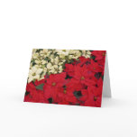 White and Red Poinsettias I Holiday Floral Card