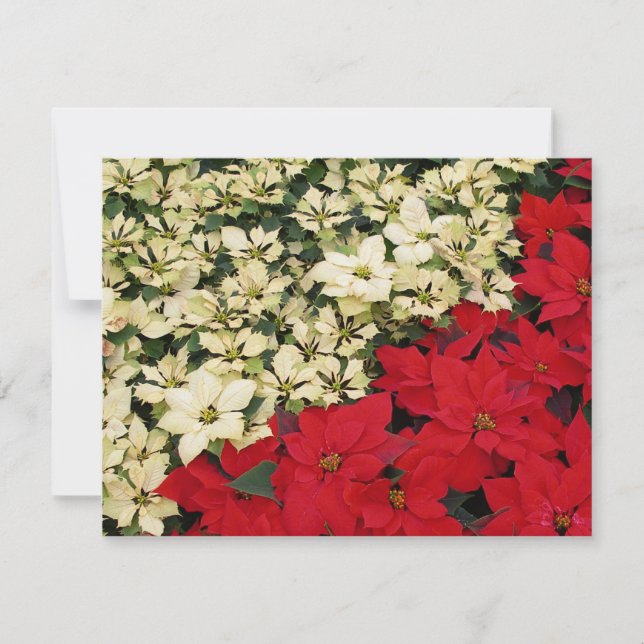 White and Red Poinsettias I Holiday Floral Card (Front)