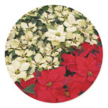 White and Red Poinsettias I Holiday Floral Classic Round Sticker
