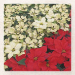 White and Red Poinsettias I Holiday Floral Glass Coaster