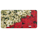 White and Red Poinsettias I Holiday Floral License Plate