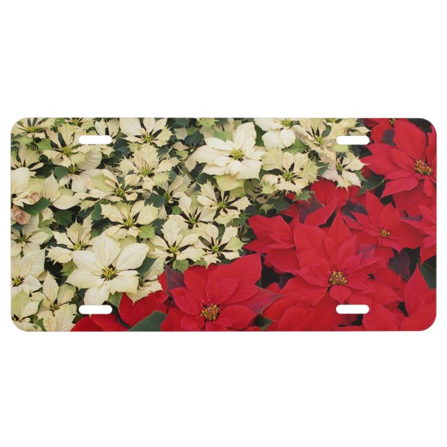 White and Red Poinsettias I Holiday Floral License Plate (Front)