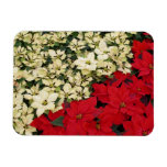 White and Red Poinsettias I Holiday Floral Magnet