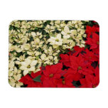 White and Red Poinsettias I Holiday Floral Magnet