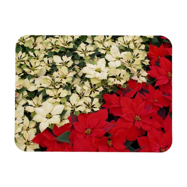 White and Red Poinsettias I Holiday Floral Magnet (Horizontal)