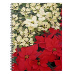 White and Red Poinsettias I Holiday Floral Notebook
