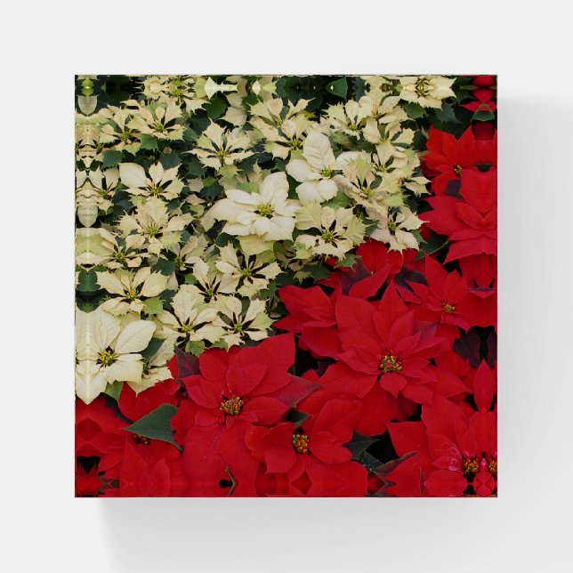 White and Red Poinsettias I Holiday Floral Paperweight (Front)