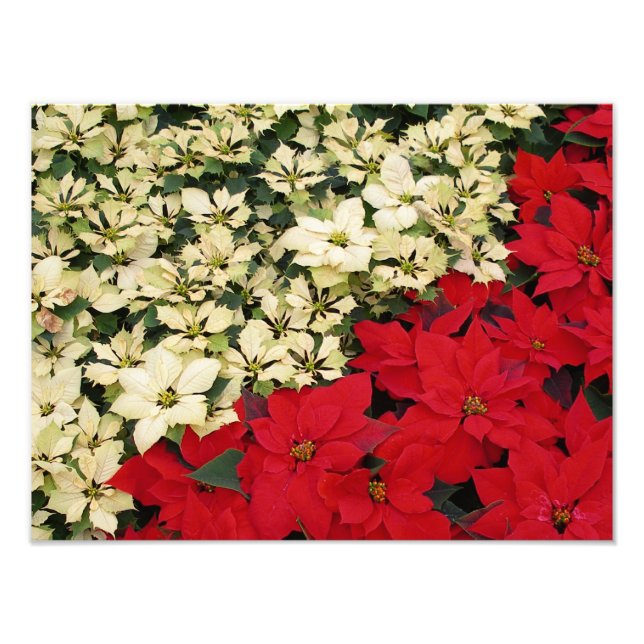 White and Red Poinsettias I Holiday Floral Photo Print (Front)