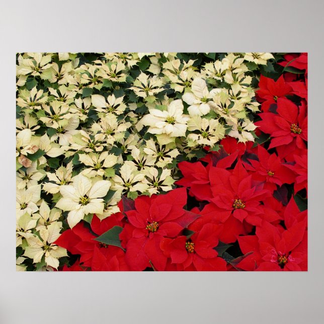 White and Red Poinsettias I Holiday Floral Poster (Front)