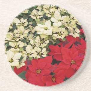 White and Red Poinsettias I Holiday Floral Sandstone Coaster