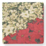 White and Red Poinsettias I Holiday Floral Stone Coaster