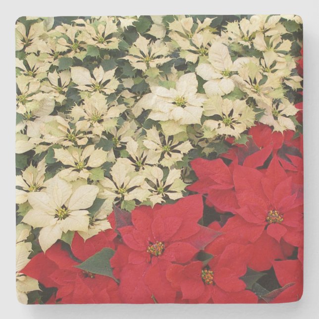White and Red Poinsettias I Holiday Floral Stone Coaster (Front)