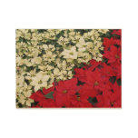 White and Red Poinsettias I Holiday Floral Wood Poster