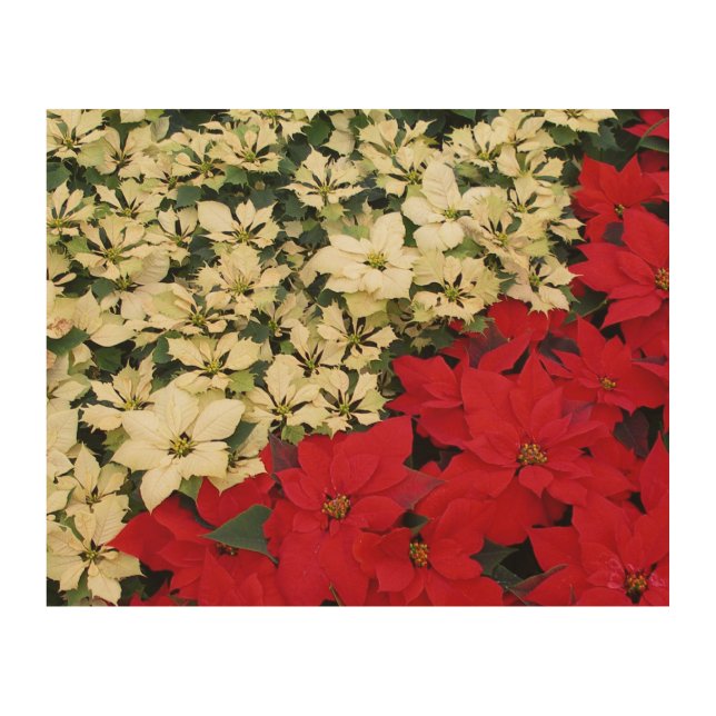 White and Red Poinsettias I Holiday Floral Wood Wall Decor (Front)