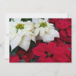 White and Red Poinsettias II Christmas Holiday