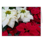 White and Red Poinsettias II Christmas Holiday Card