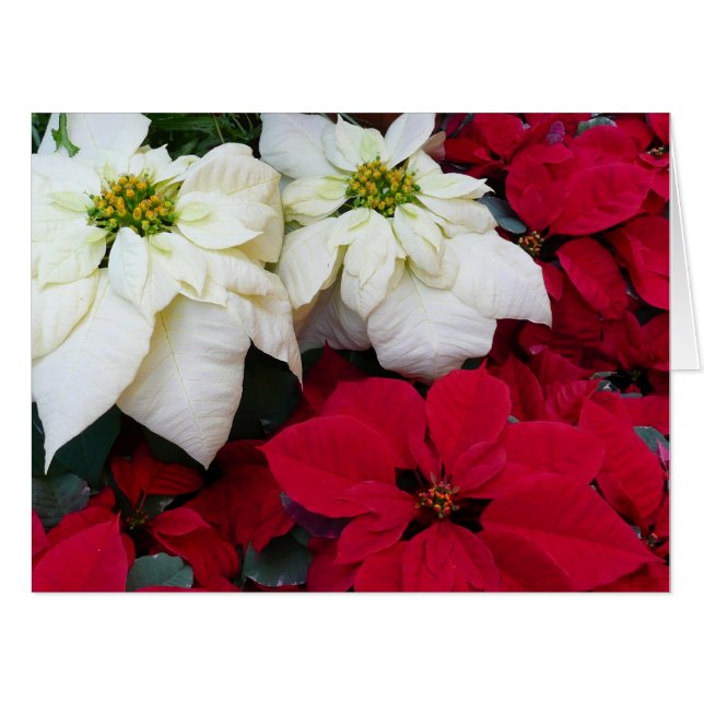 White and Red Poinsettias II Christmas Holiday Card (Front Horizontal)