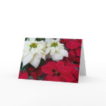 White and Red Poinsettias II Christmas Holiday Card