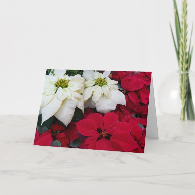 White and Red Poinsettias II Christmas Holiday Card (Front)