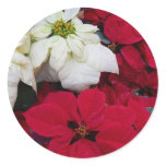 White and Red Poinsettias II Christmas Holiday Classic Round Sticker