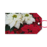 White and Red Poinsettias II Christmas Holiday Gift Tags