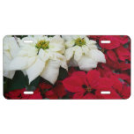 White and Red Poinsettias II Christmas Holiday License Plate