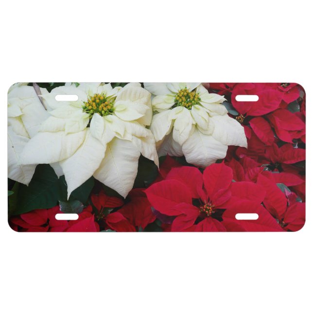 White and Red Poinsettias II Christmas Holiday License Plate (Front)