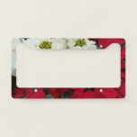 White and Red Poinsettias II Christmas Holiday License Plate Frame