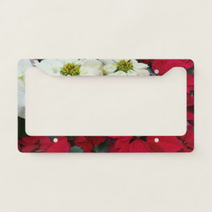 White and Red Poinsettias II Christmas Holiday License Plate Frame