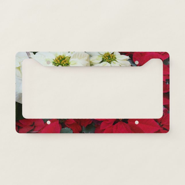White and Red Poinsettias II Christmas Holiday License Plate Frame (Front)
