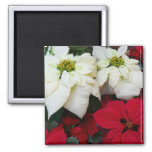 White and Red Poinsettias II Christmas Holiday Magnet