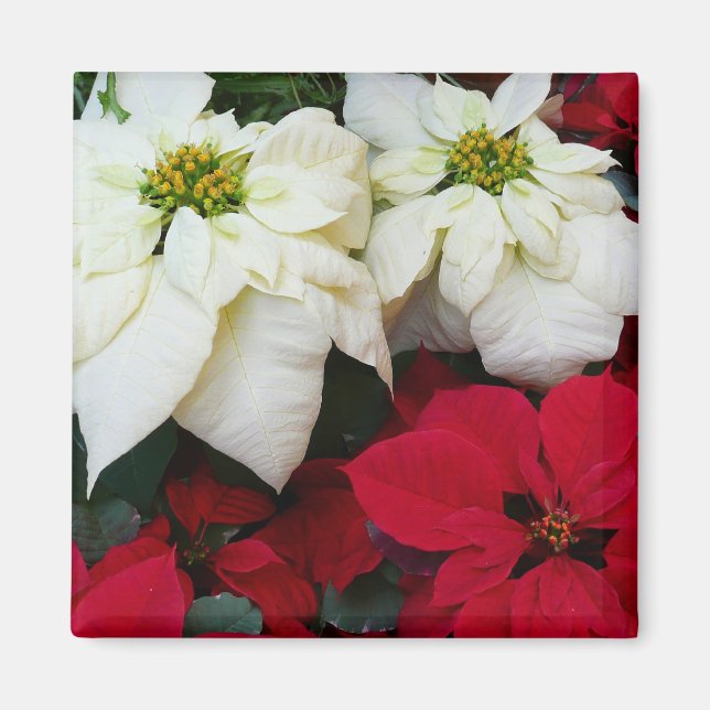 White and Red Poinsettias II Christmas Holiday Magnet (Front)
