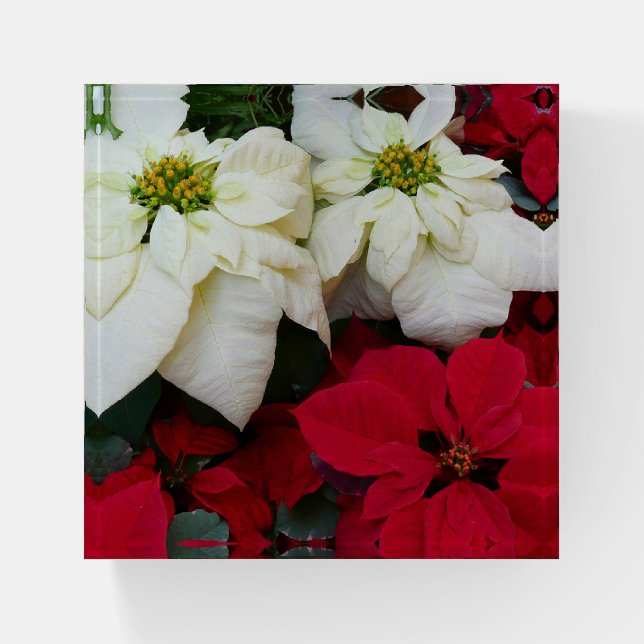 White and Red Poinsettias II Christmas Holiday Paperweight (Front)