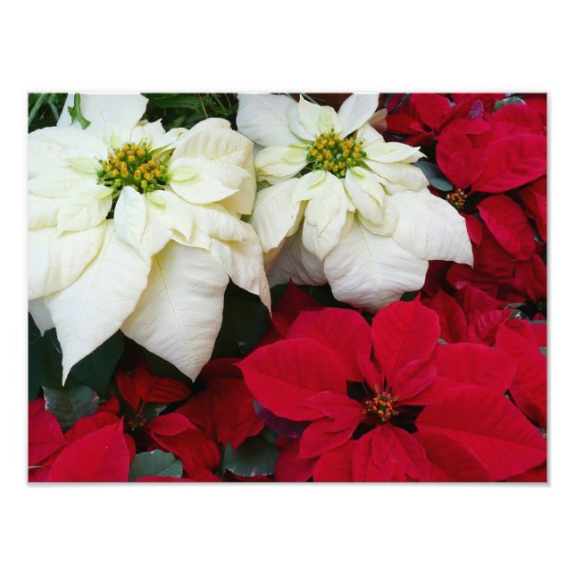 White and Red Poinsettias II Christmas Holiday Photo Print (Front)