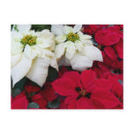 White and Red Poinsettias II Christmas Holiday Postcard