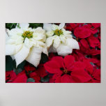 White and Red Poinsettias II Christmas Holiday Poster