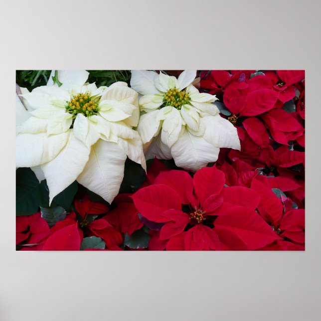 White and Red Poinsettias II Christmas Holiday Poster (Front)
