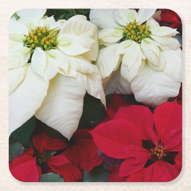 White and Red Poinsettias II Christmas Holiday Square Paper Coaster (Front)