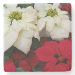 White and Red Poinsettias II Christmas Holiday Stone Coaster