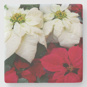 White and Red Poinsettias II Christmas Holiday Stone Coaster