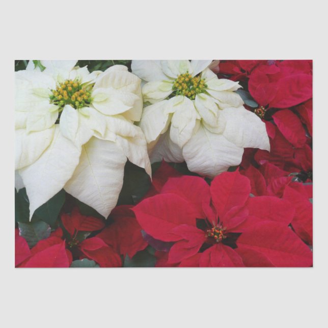 White and Red Poinsettias II Christmas Holiday Tissue Paper (Front)