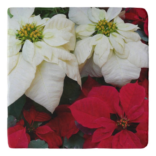 White and Red Poinsettias II Christmas Holiday Trivet (Front)